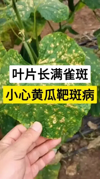 叶片长满雀斑，小心黄瓜靶斑病 #黄瓜 #黄瓜高产种植 #靶斑病 #黄瓜种植与管理 #服务三农支持三农