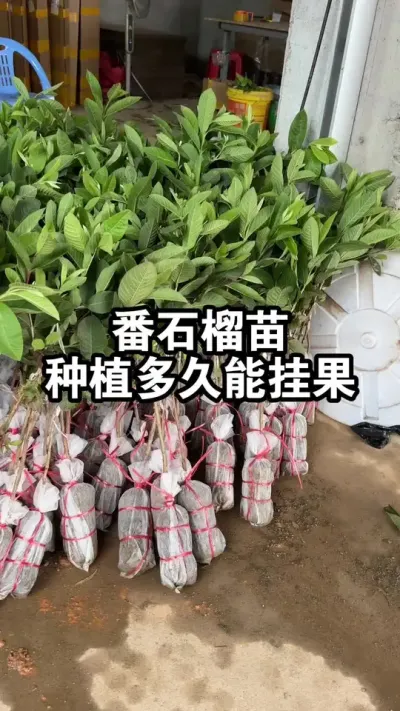 50公分高的番石榴苗，种植多久能开花结果呢？ #果苗供应#番石榴 #珍珠番石榴