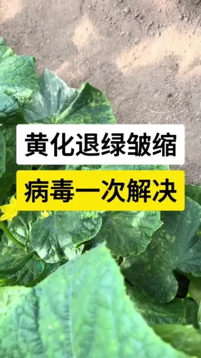 黄化退绿皱缩，病毒一次解决 #黄瓜高产种植 #黄瓜种植 #黄瓜 #病毒病 #服务三农支持三农