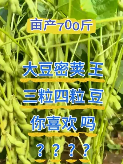 火爆江苏，安徽，湖北，大颗粒高蛋白大豆 #服务三农支持三农 #农业种植 #抖音助农 #新农人计划