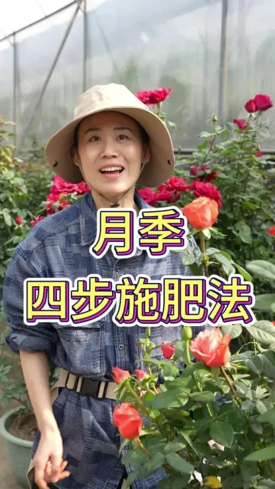 月季不断开花的施肥步骤#月季 #花卉绿植 #花卉基地 #月季养护 #月季玫瑰