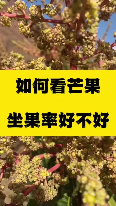 如何看芒果坐果率好不好？ #农业技术推广 #坐果率 #芒果花期三遍药