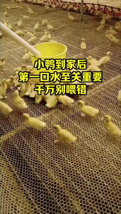 小鸭到家后，第一口水至关重要，千万别喂错#抖音三农#养鸭#养殖