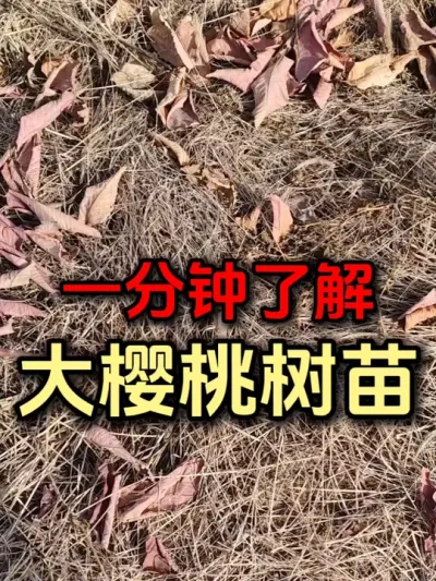如何分辨大樱桃树苗#车厘子树苗 #美早樱桃 #大樱桃苗 #果树修剪