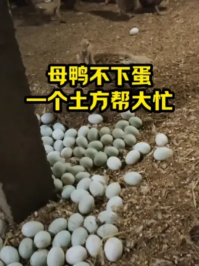 母鸭不下蛋，一个土方帮大忙 #抖音三农#养鸭#养殖