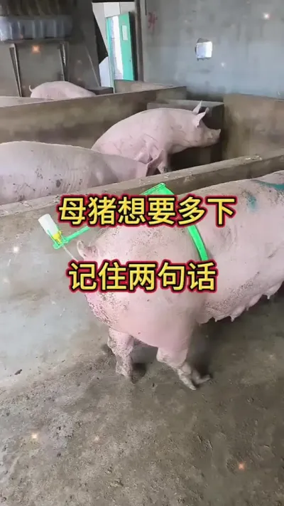 #养猪人加油干 #养猪人不容易 #三农养猪 #自繁自养