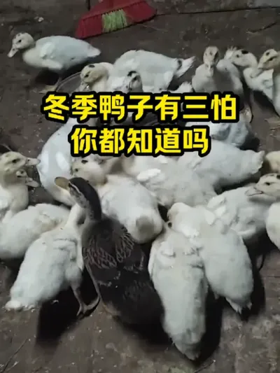 冬季鸭子有三怕，你都知道吗 #抖音三农#养鸭#养殖