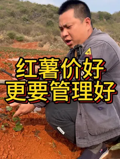 今年红薯价格还会好吗？#农业种植 #红薯种植 #三农种植 #农业 #三农