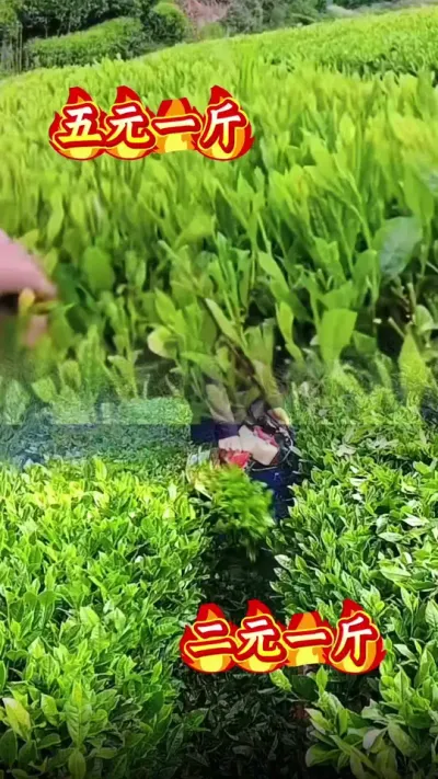 #茶树种植技术与管理 #茶树修剪 #茶