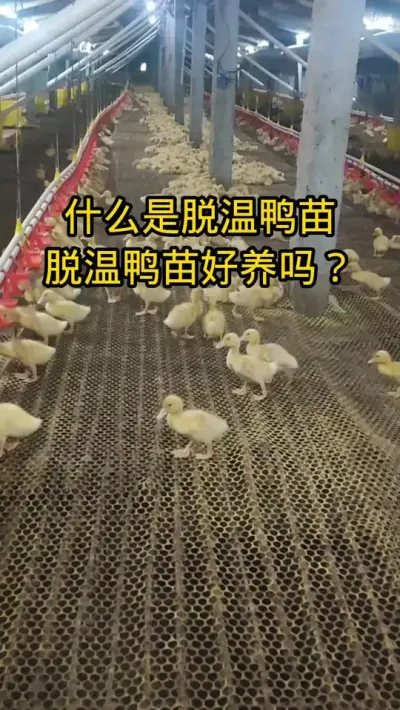 #肉鸭养殖 #家禽养殖技术分享 #禽病防治 #肉鸭