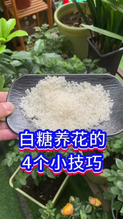白糖养花的4个小技巧#英子园艺 #养花小知识 #花卉绿植