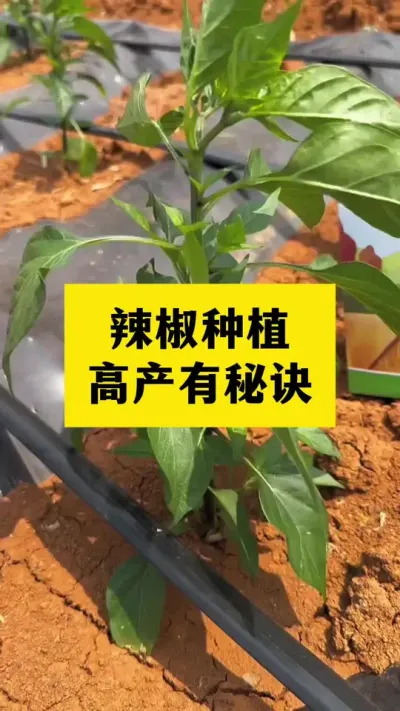 辣椒种植高产有秘诀，亩产轻松突破#种植小技巧 #农业种植 #三农服务