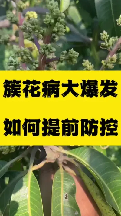 芒果簇花病大爆发该如何预防 #农业技术推广 #服务三农支持三农 #芒果病虫害