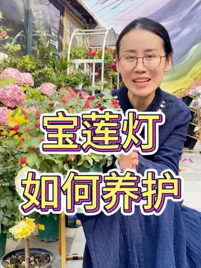 宝莲灯如何养护？#宝莲灯花 #宝莲灯绿植 #花卉绿植 #养花小知识 #爱生活爱养花