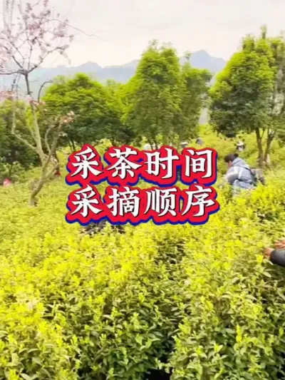 #茶树种植技术与管理 #春茶采摘 #茶 #茶农茶事 你是这个时间采摘的吗