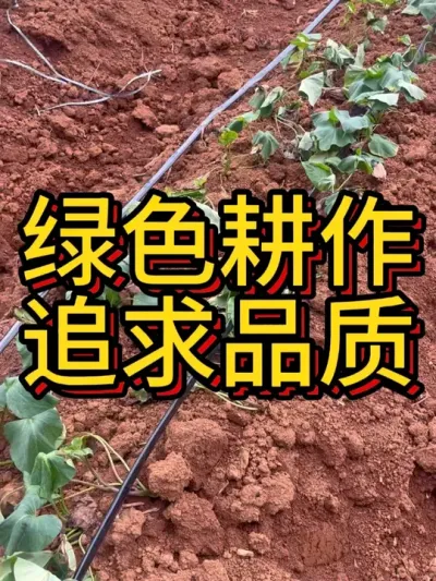 有标准参照的种植方式#农业种植 #红薯种植 #农业技术推广 #三农种植 #红薯种植技术