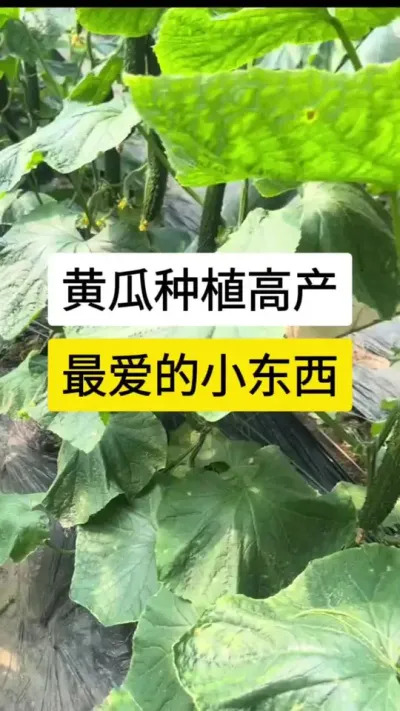 黄瓜高产种植，最爱的小东西 #黄瓜 #黄瓜高产种植 #黄瓜种植与管理 #黄瓜种植 #服务三农支持三农