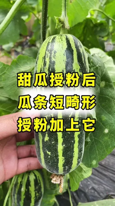 甜瓜授粉后，瓜条短，畸形，授粉时加上它！#甜瓜授粉#良田神话#甜瓜种植#大棚甜瓜#甜瓜种植技术