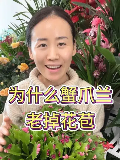 为什么蟹爪兰老掉花苞#蟹爪兰 #蟹爪兰的养殖方法 #养花小知识 #花卉绿植 #花卉养护
