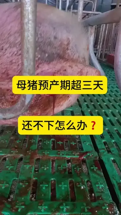#养猪人加油干 #三农养猪 #三农 #自繁自养 #养猪人不容易