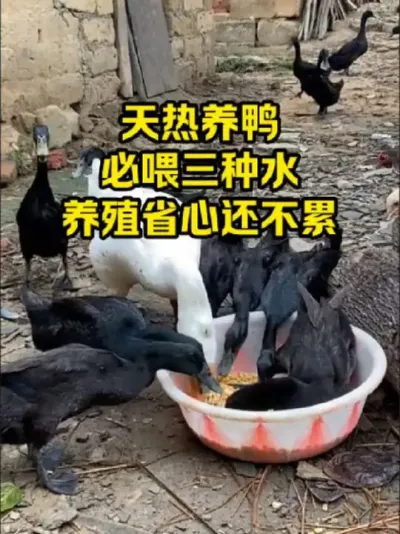 天热养鸭，必喂三种水，养殖省心还不累#抖音三农#养殖#养鸭