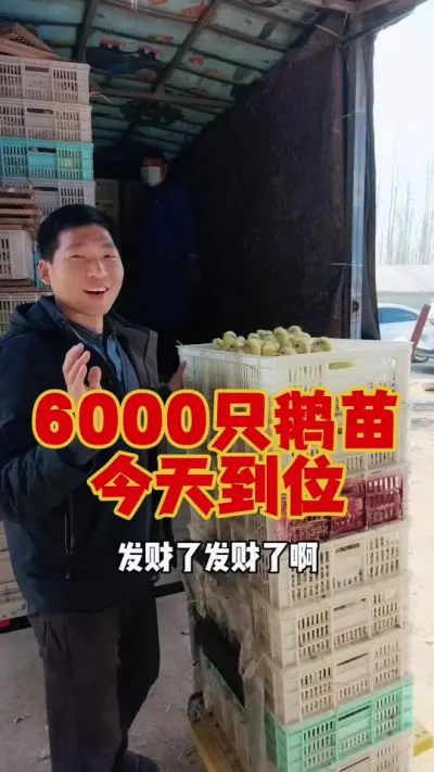 6000只大三花鹅苗，今天已经到位。来学习养鹅的，络绎不绝！#狮头鹅养殖 #养鹅人 #三农养殖 #养鹅技术分享 #科学养鹅