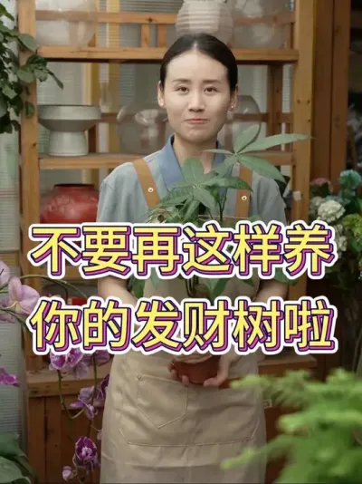 不要再这样养你的发财树啦#发财树 #发财树养护 #花卉绿植 #养花小知识 #养花人的乐趣