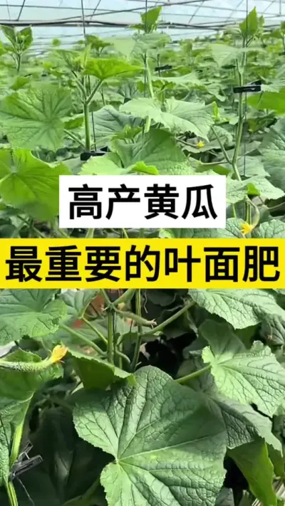 黄瓜高产最重要的叶面肥。#黄瓜 #黄瓜高产种植 #黄瓜肥料配方 #服务三农支持三农 #叶面肥这样用更高产