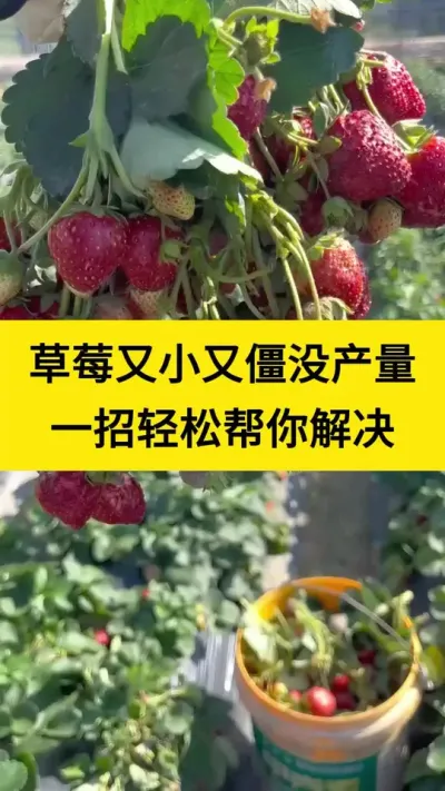 草莓又小又僵没产量 一招轻松帮你解决 #草莓种植 #番茄种植 #西红柿种植 #农业种植 #新农人计划 @巨大星-龙灯水溶肥源头厂家