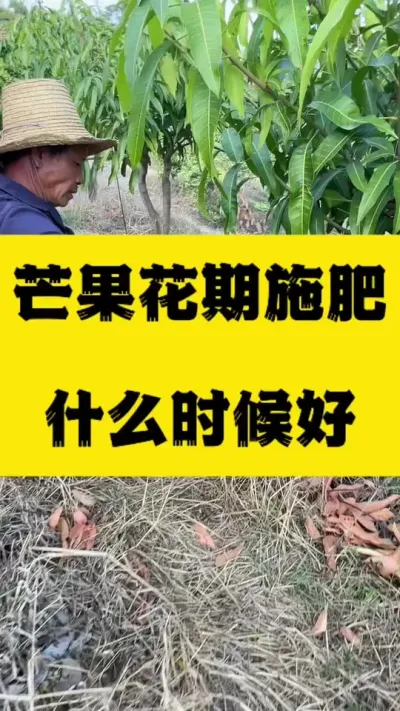 芒果花期肥料什么时候施好，选择什么合适 #服务三农支持三农 #大力丹 #花肥 #农业技术推广