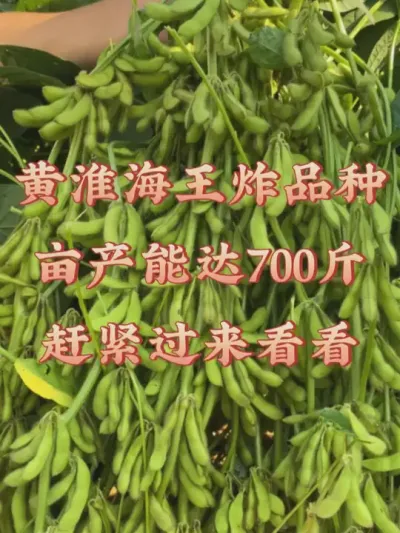 这荚为什么这么厚，想了解这是什么品种的，来评论我吧 #服务三农支持三农 #优质农产品 #抖音助农 #田间地头走一走 #产量特别高