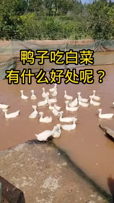 #肉鸭养殖 #养殖技术交流 #禽病防治 #养殖人加油