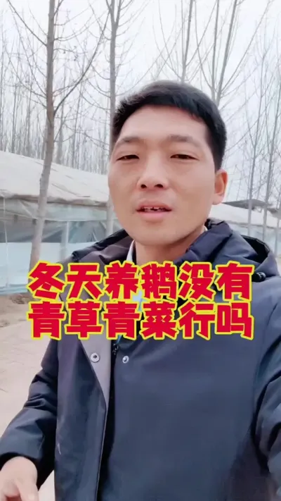 冬天养鹅，没有青草青菜，能养好鹅吗？#科学养鹅 #养鹅人 #三农养殖 #养鹅技术分享 #狮头鹅养殖