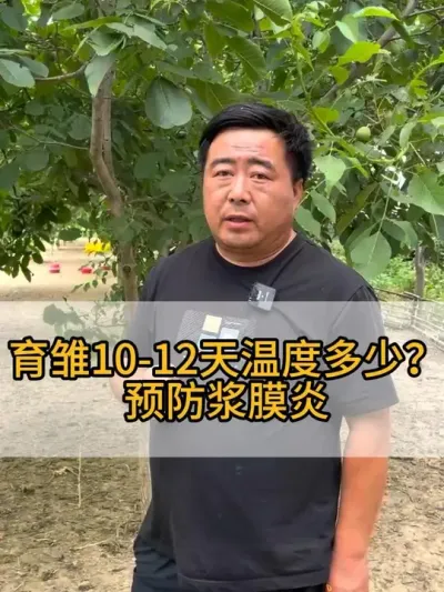 #三农 #每天分享养殖技术和经验 #养鹅人
