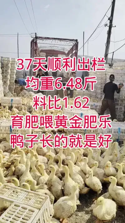 37天顺利出栏，均重6.48斤，料比1.62，育肥喂黄金肥乐，鸭子长的就是好 #肉鸭养殖 #鸭子 #养殖技术 #养鸭人 #养鸭