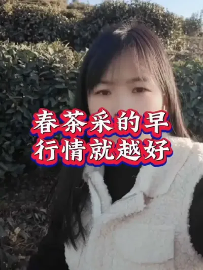 #服务三农支持三农 #茶树种植技术与管理 #春茶采摘 #产量特别高