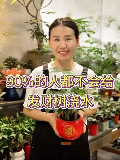 90%的人都不会给发财树浇水#发财树 #发财树养护 #花卉绿植 #养花小知识 #养花人的乐趣