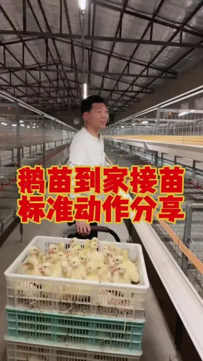 鹅苗到家，接苗的标准动作分享。接苗接不好，养鹅全是烦恼。#养鹅 #养鹅技术 #狮头鹅 #鹅苗 #养鹅技术