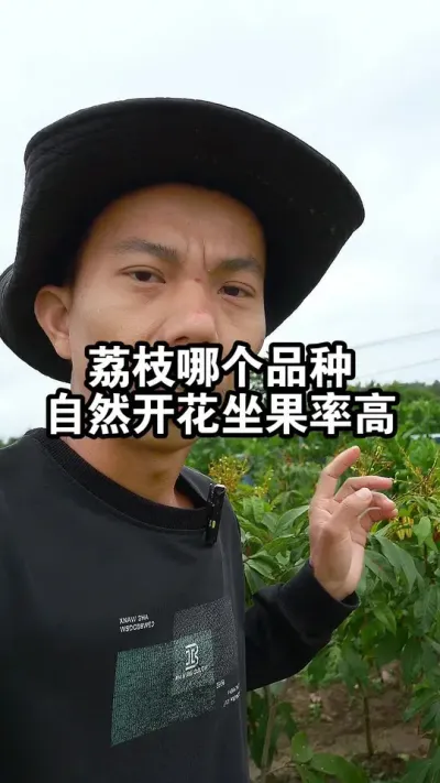 种植荔枝哪个品种，自然开花坐果率高呢？苗圃实拍给大家看看 #果树种植 #桂味荔枝#妃子笑荔枝