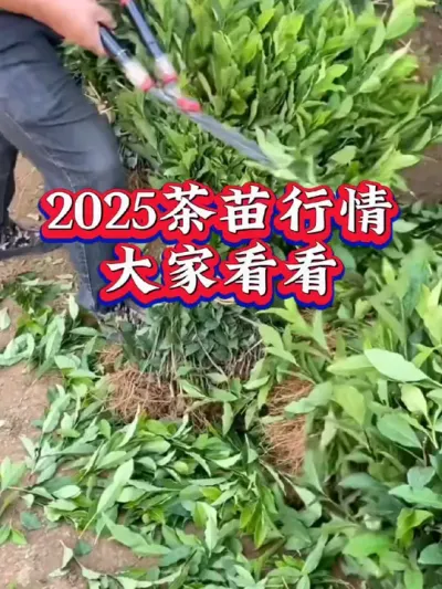 #茶树 #服务三农支持三农 #茶树管理技术与指导 #茶树种植 #茶