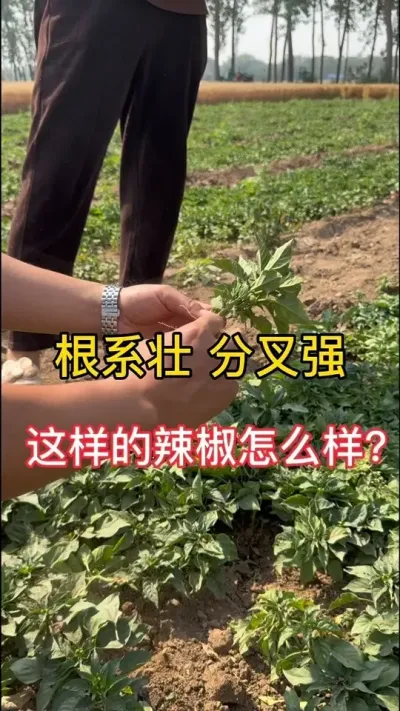 生根好 分叉多的辣椒好不好#辣椒种植技术 #分享农业知识帮农民增产增收 #辣椒高产稳产秘籍 #三农流量扶持计划