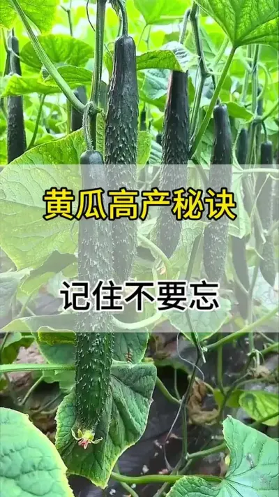 黄瓜高产秘诀，记住不要忘 #黄瓜 #黄瓜种植 #黄瓜高产种植 #服务三农支持三农 #三农