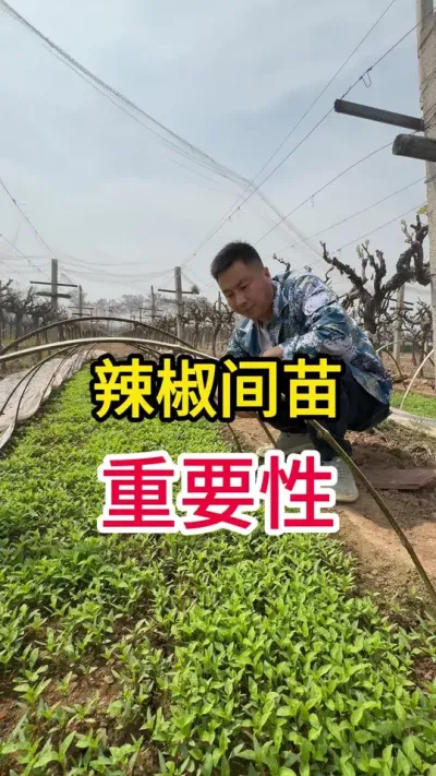 辣椒育苗技术推广#记录我的种植生活 #传播农业小知识 #种植小技巧 #辣椒种植 #农业植保知识分享