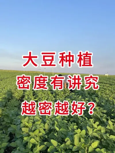 大豆种植密度1亩地多少株？看完少走弯路 #三农流量扶持计划 #抖音助农 #大豆种植  #农业植保知识分享 #三农小知识