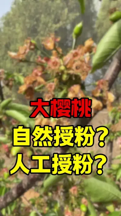 大樱桃自然授粉还是人工授粉#大樱桃种植管理 #车厘子大樱桃#果树管理 #大樱桃授粉