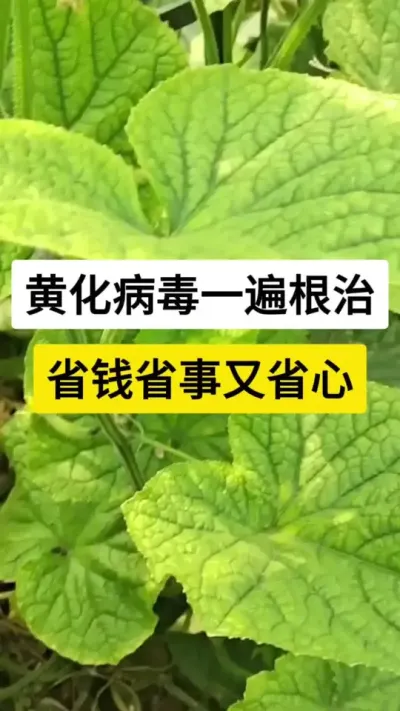 黄化病毒一遍根治，省钱省事又省心 #黄瓜高产种植 #黄瓜病毒病 #病虫害防治 #黄化病毒病 #服务三农支持三农