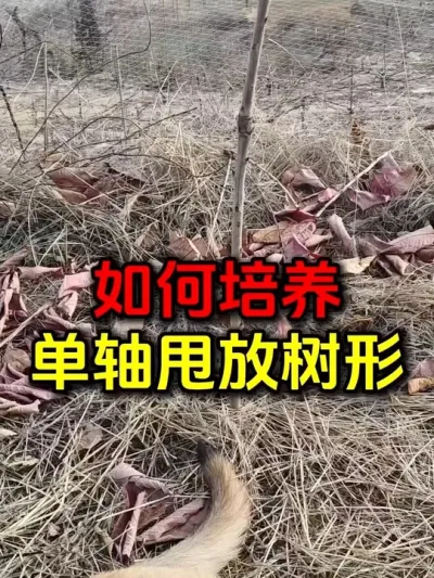 单轴甩放大樱桃树形#车厘子大樱桃 #大樱桃修剪 #樱桃种植 #果树修剪