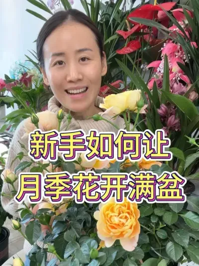 新手如何让月季花开满盆#月季 #月季养护 #养花小知识 #花卉绿植 #种植小技巧