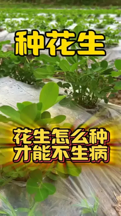 花生怎么种才能不生病？#花生高产 #花生种植 #花生种植技术 #花生高产种植 #种花生