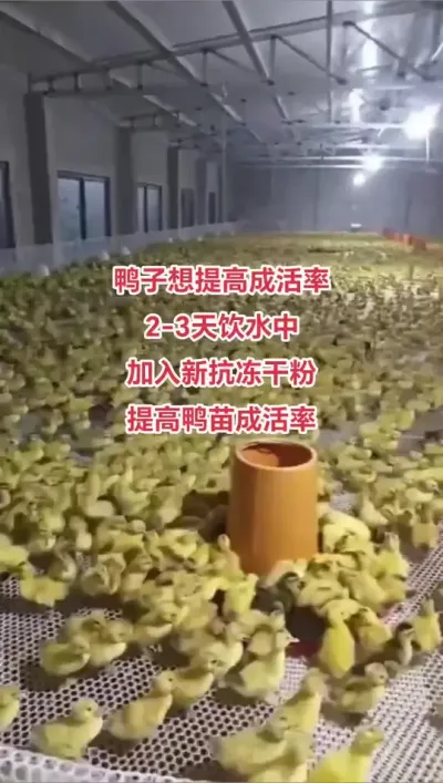 #家禽养殖技术分享 #养鸭人 #三农养殖 #肉鸭养殖